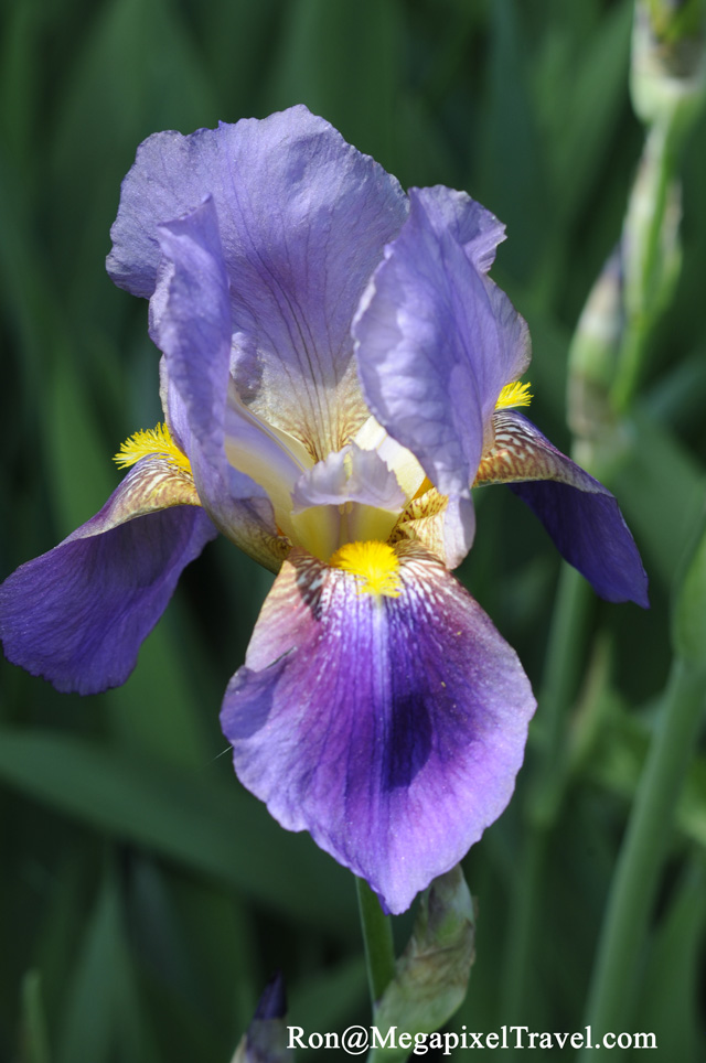 _RON0149-Iris
