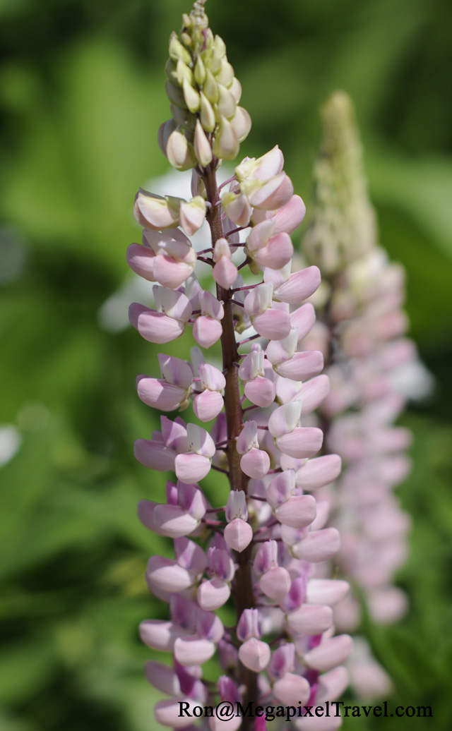 _RON0153-pink