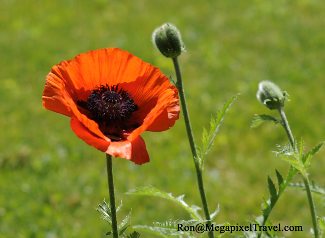 _RON0155-poppy