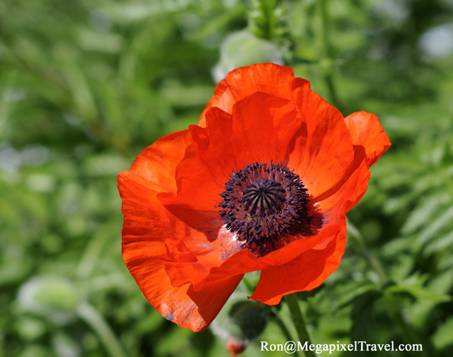 _RON0156-Poppy