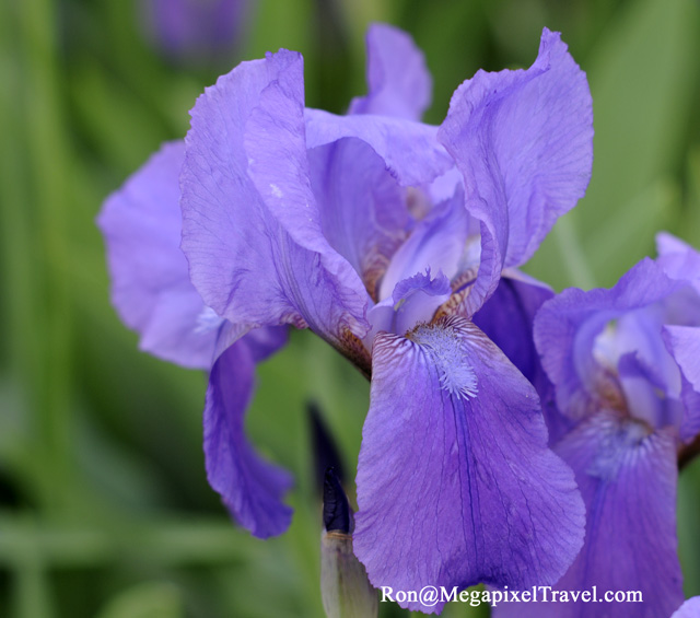 _RON0157-Iris