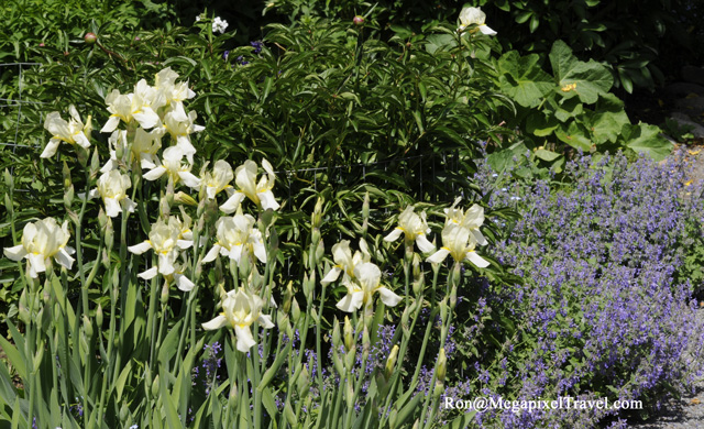 _RON0159-Iris
