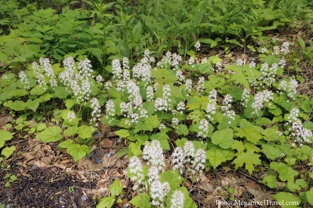 _RON9824-Roadside-flowers
