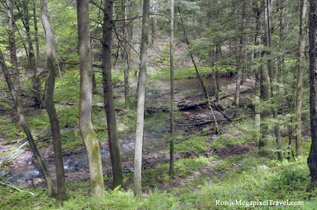 _RON9826-Roadside-forest-wa