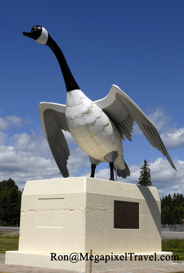 _DBP0685-Current-goose