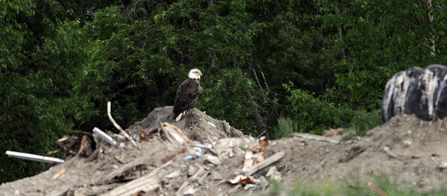 _RON1931-Bald-Eagle