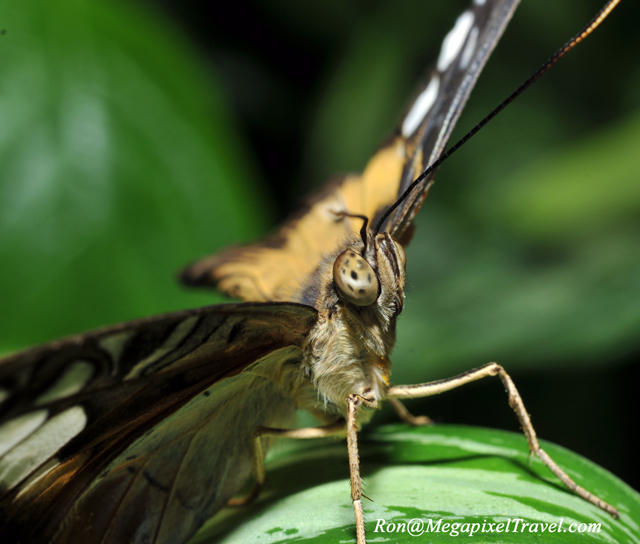 Carleton University Butterfly Exhibit 2012 MegaPixel Travel