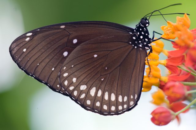 Butterflies - Plain Blue Crow - Euploea modesta