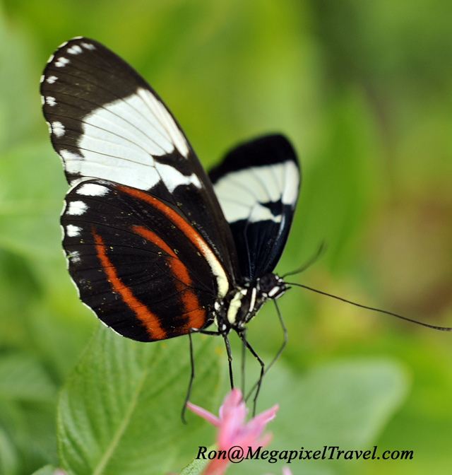 Butterflies - Cydno Longwing - Heliconius cydno