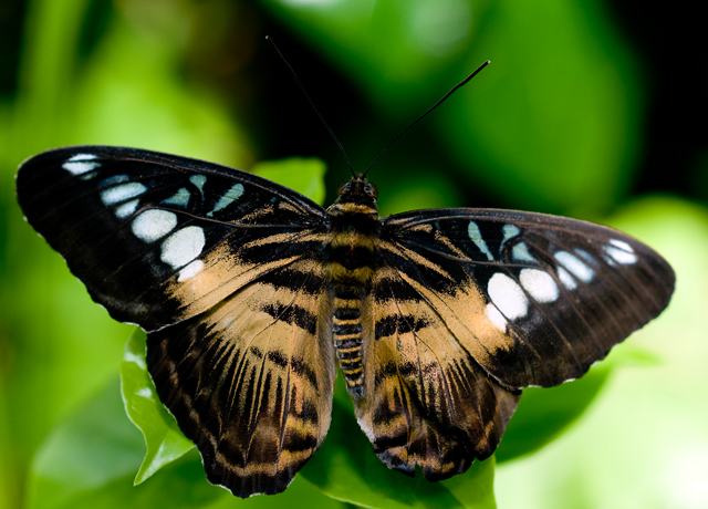 Butterflies - Brown Clipper - Parthenos sylvia philippensis