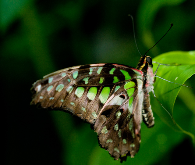 Butterflies - Tailed Jay - Graphium agamemnon