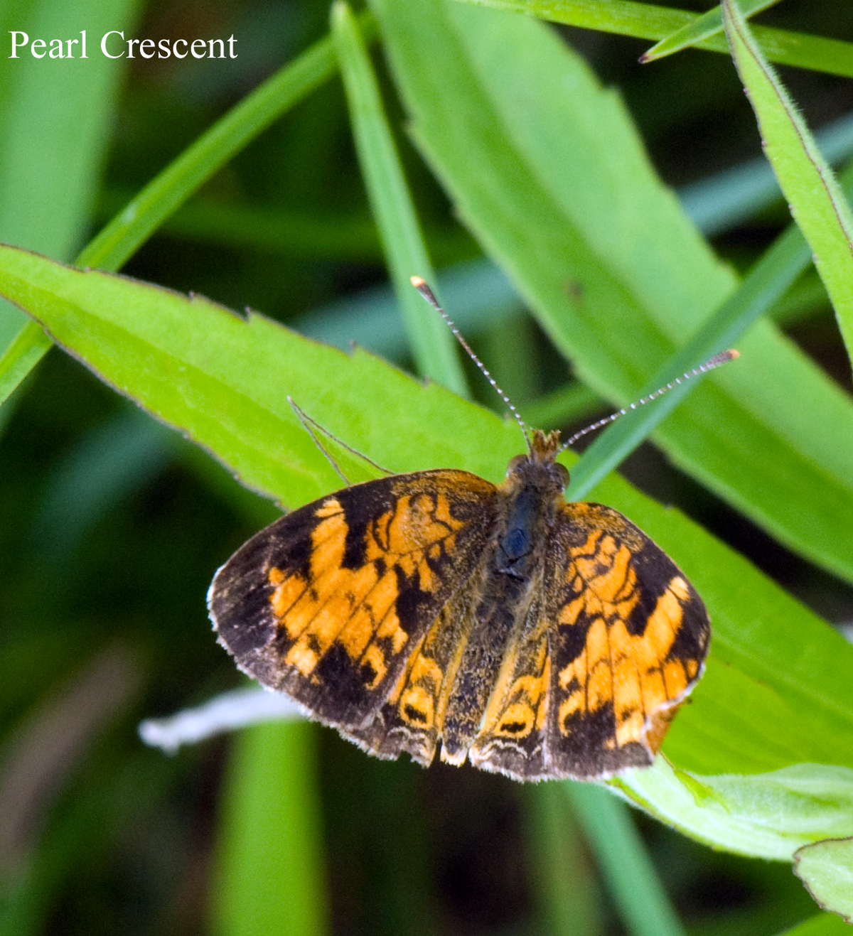 Butterflies - Pearl Crescent - Phyciodes tharo