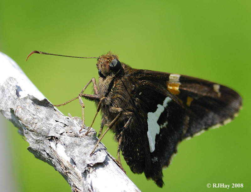 Butterflies - Silver-spotted Skipper - Epargyreus clarus