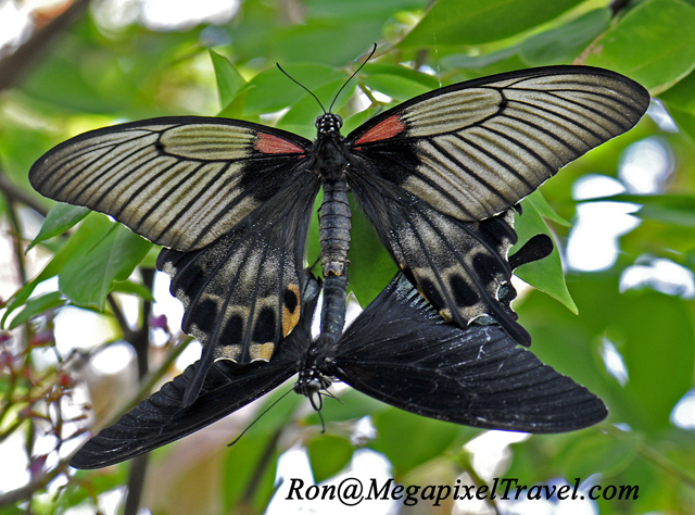 Carleton University Butterfly Exhibit 2012 - starts Saturday