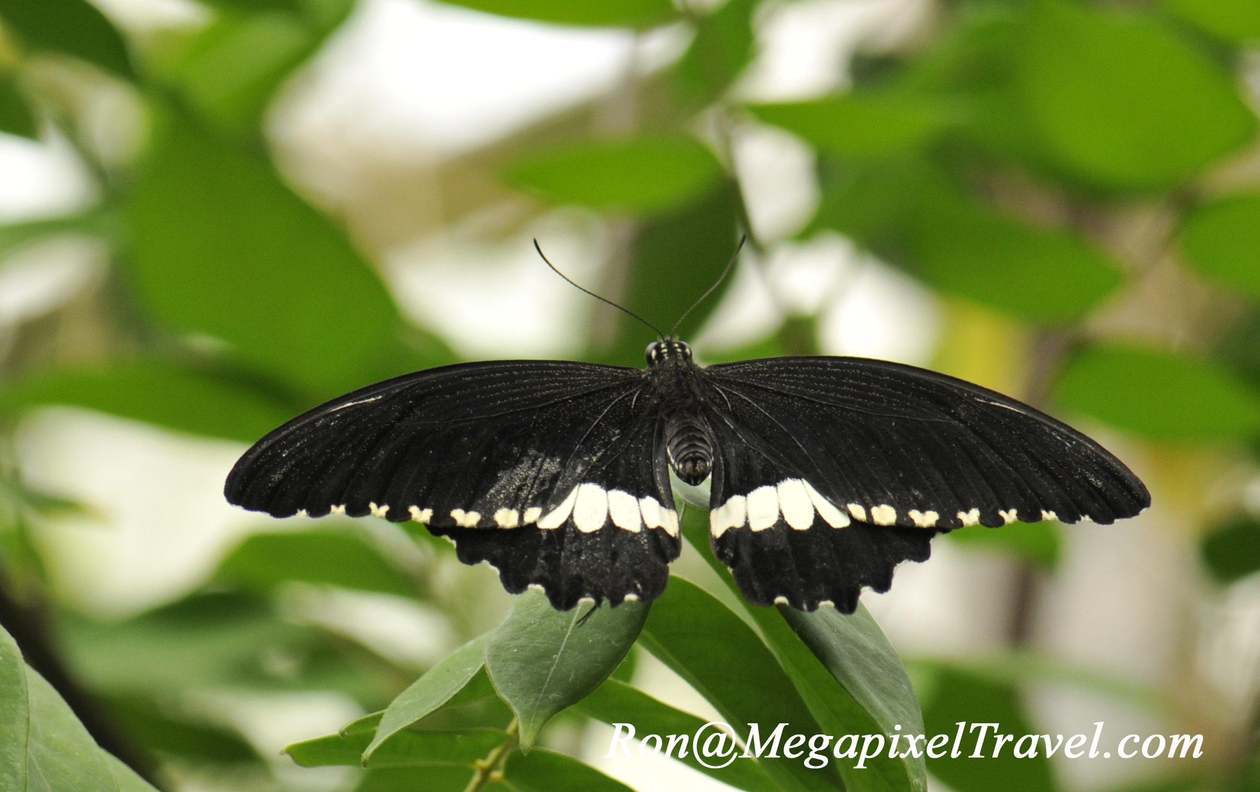 Carleton University Butterfly Exhibition 2012 Day 3 MegaPixel Travel
